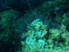 naturaleza submarina