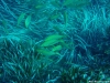 peces en libertad