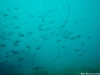 mas peces bajo el agua