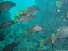 peces pasando bien cerquita